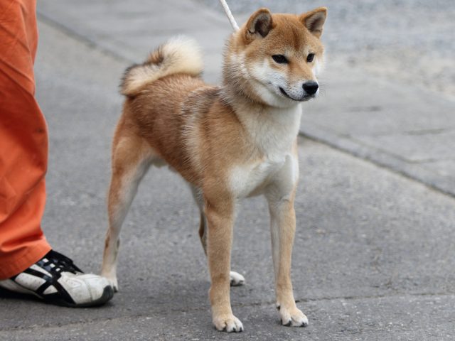 FP5A3258-puupy-shibainu