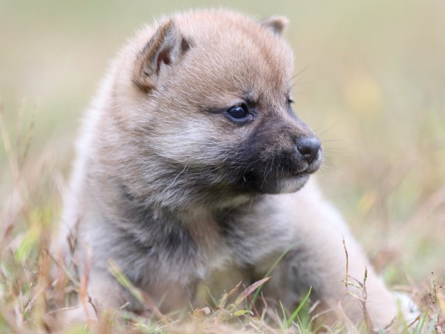 FP5A3374-puupy-shibainu