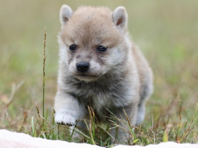 FP5A3522-puupy-shibainu