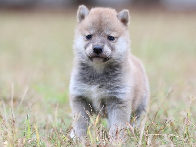 FP5A3621-puupy-shibainu