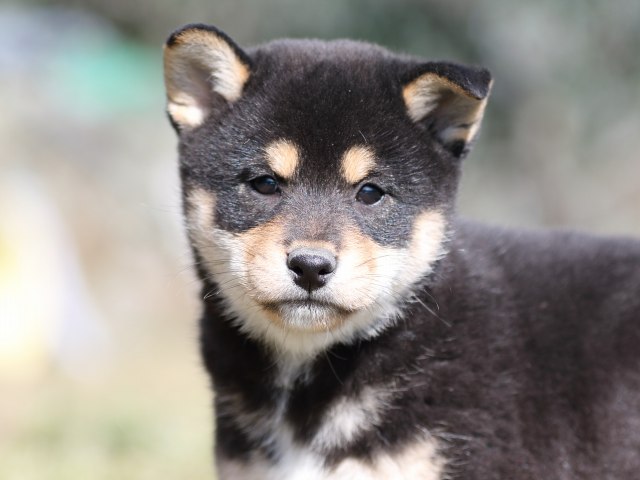 FP5A3788-puupy-shibainu