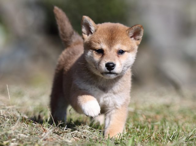 FP5A3997-puupy-shibainu