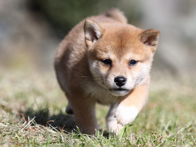 FP5A3999-puupy-shibainu