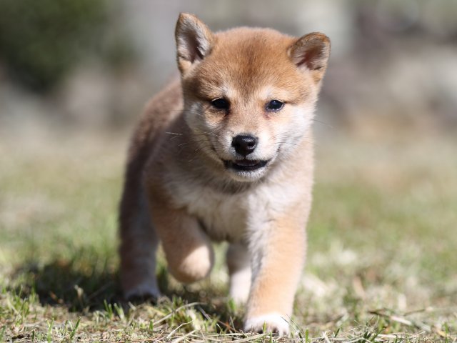 FP5A4005-puupy-shibainu