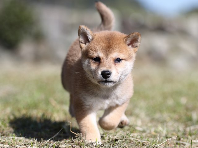 FP5A4007-puupy-shibainu