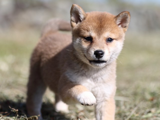 FP5A4012-puupy-shibainu