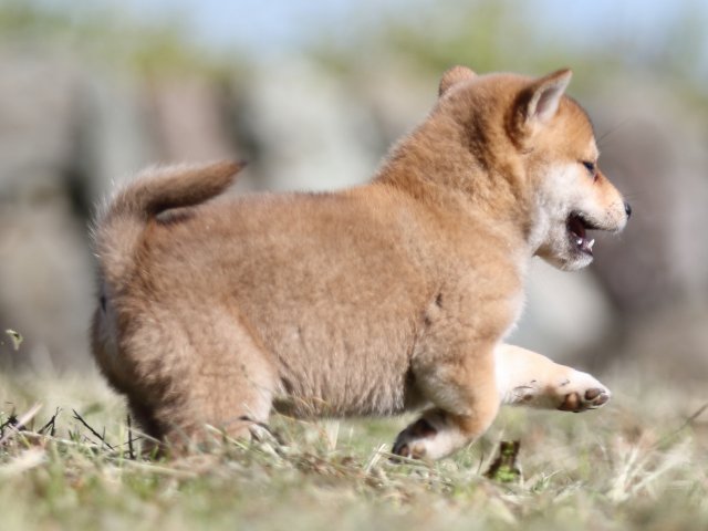 FP5A4055-puupy-shibainu