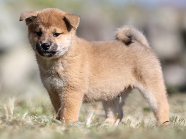 FP5A4105-puupy-shibainu