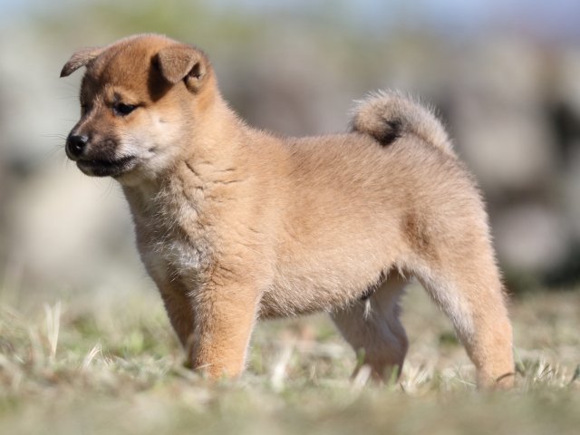 FP5A4109-puupy-shibainu