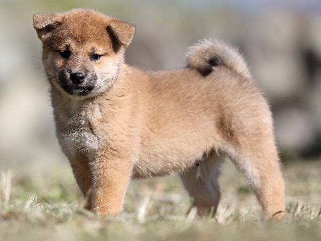 FP5A4115-puupy-shibainu