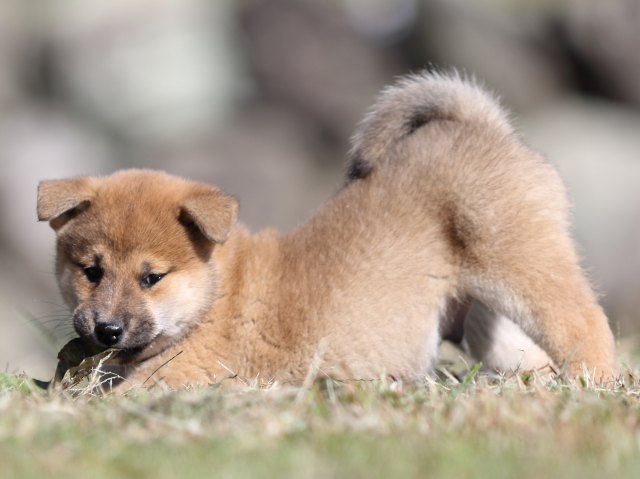 FP5A4129-puupy-shibainu