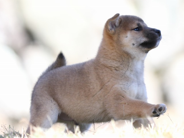 FP5A4149-puupy-shibainu