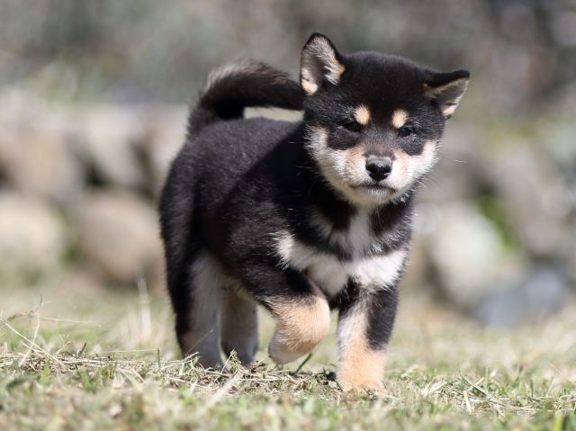 FP5A4348-puupy-shibainu