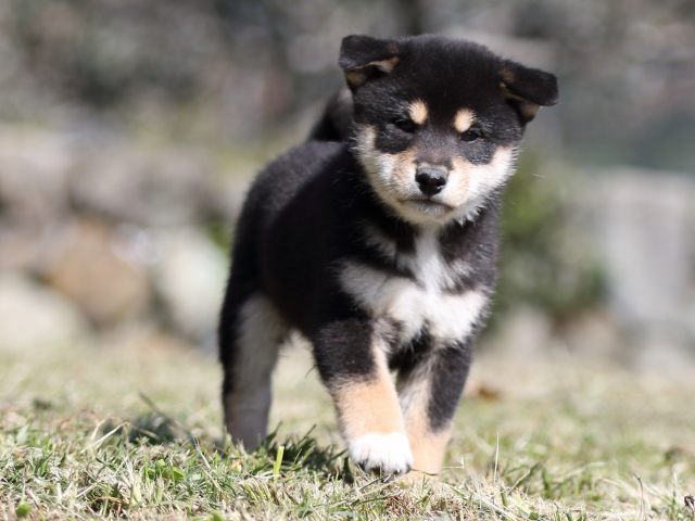 FP5A4356-puupy-shibainu