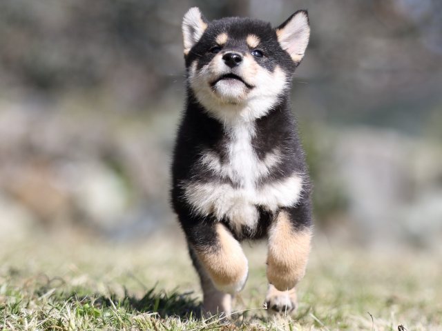 FP5A4367-puupy-shibainu