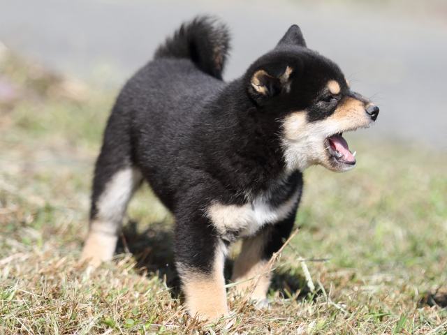 FP5A4387-puupy-shibainu