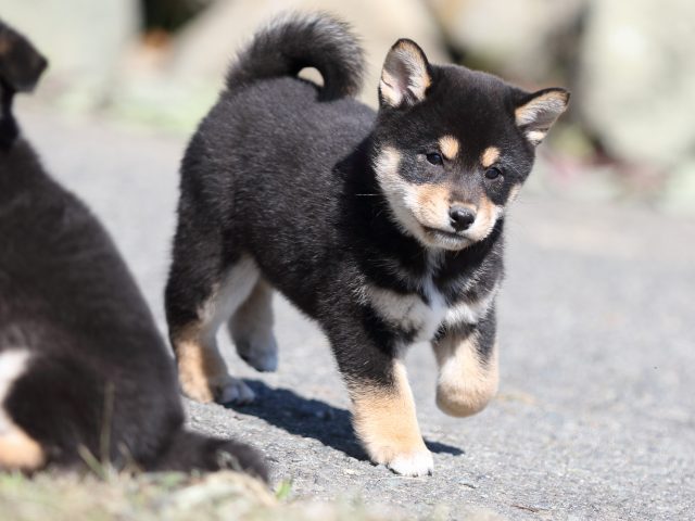 FP5A4404-puupy-shibainu