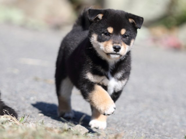 FP5A4407-puupy-shibainu