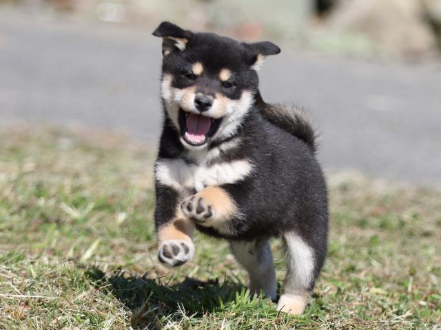 FP5A4416-puupy-shibainu