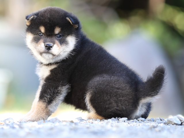 FP5A4583-puupy-shibainu