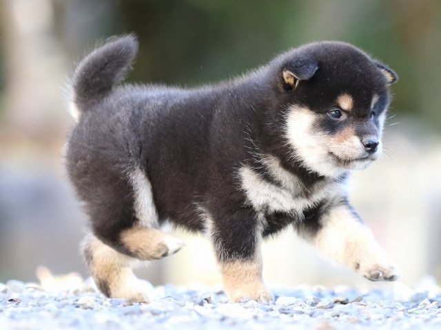 FP5A4594-puupy-shibainu