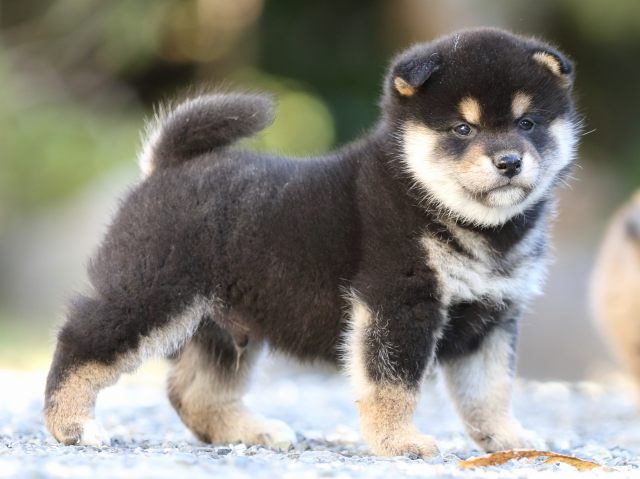 FP5A4637-puupy-shibainu