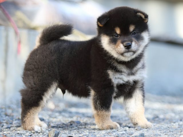 FP5A4678-puupy-shibainu