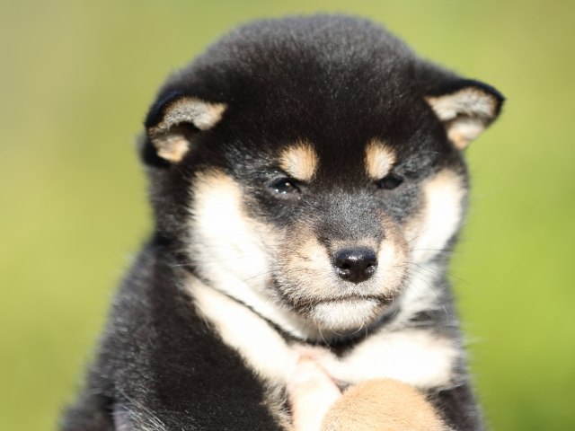 FP5A4769-puupy-shibainu