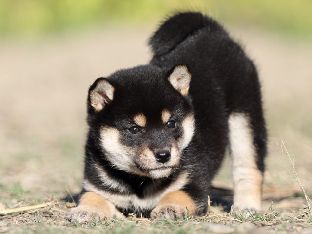 FP5A4779-puupy-shibainu