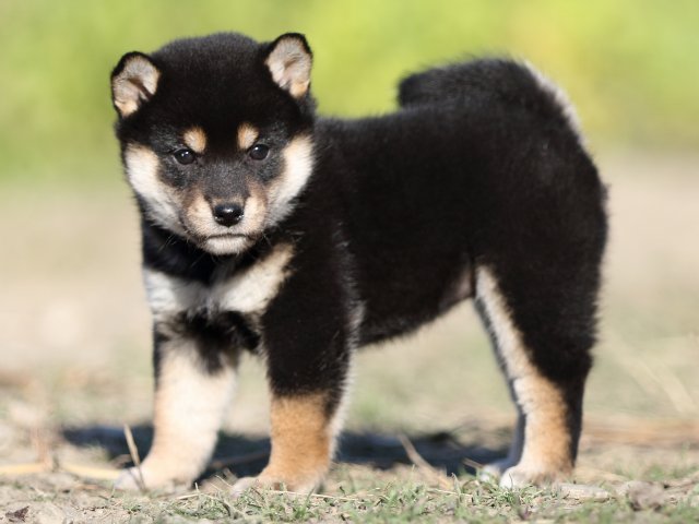 FP5A4791-puupy-shibainu