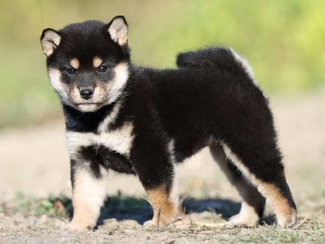 FP5A4800-puupy-shibainu