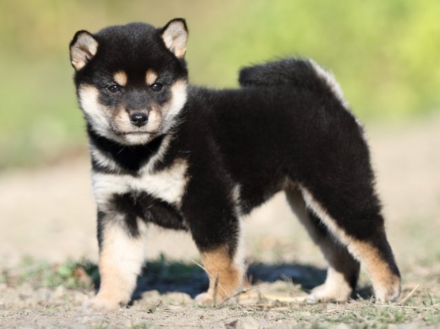 FP5A4803-puupy-shibainu