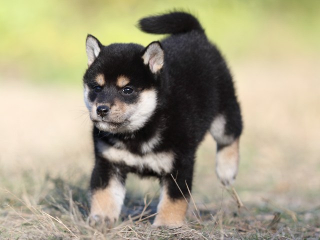 FP5A4833-puupy-shibainu