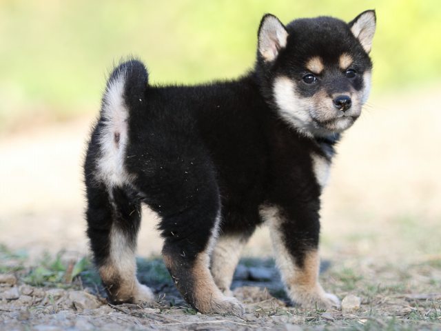 FP5A4849-puupy-shibainu