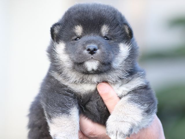 FP5A5000-puupy-shibainu