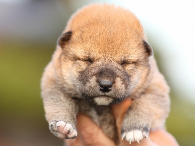 FP5A5048-puupy-shibainu