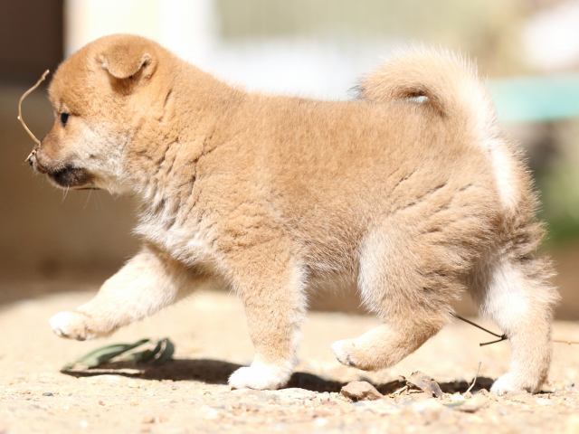 FP5A5362-puupy-shibainu