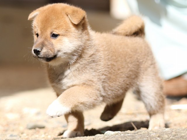 FP5A5493-puupy-shibainu