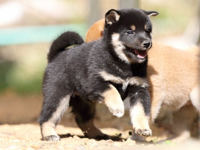 FP5A5606-puupy-shibainu