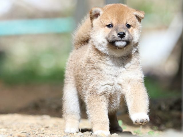 FP5A5635-puupy-shibainu