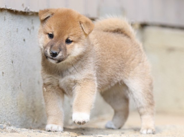 FP5A5660-puupy-shibainu