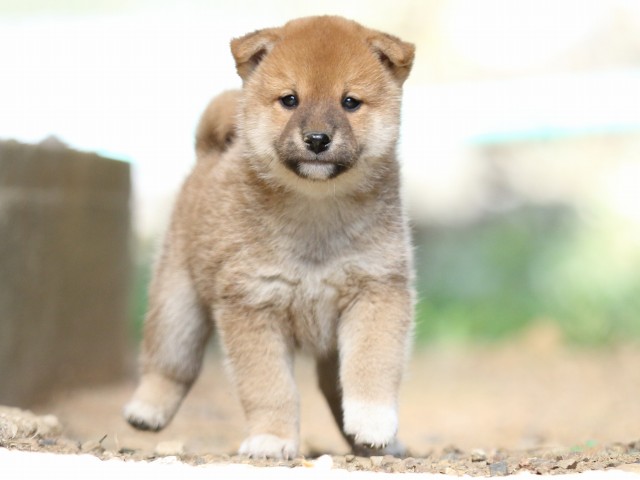 FP5A5674-puupy-shibainu