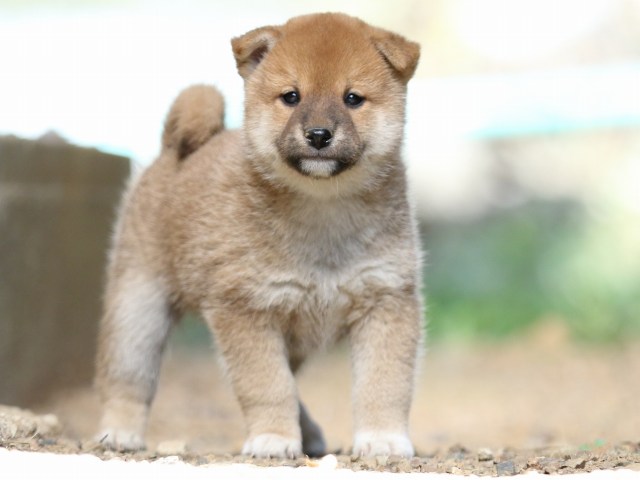 FP5A5675-puupy-shibainu