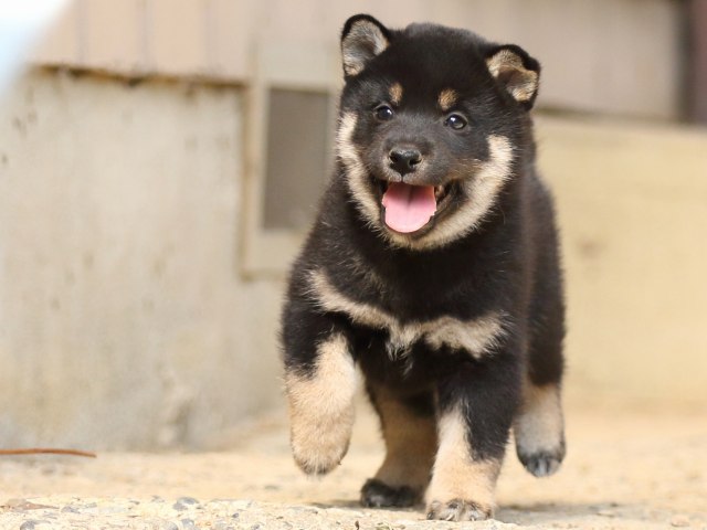 FP5A5721-puupy-shibainu