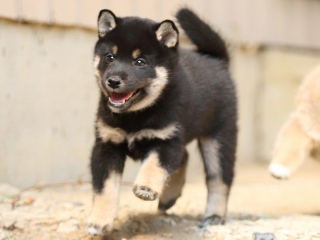 FP5A5725-puupy-shibainu