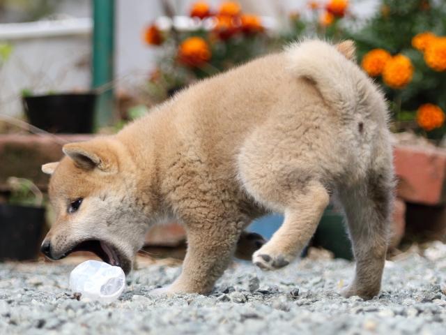 FP5A5861-puupy-shibainu