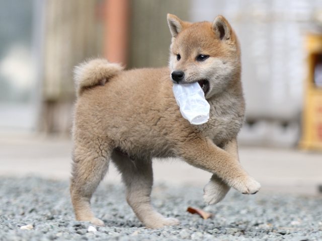 FP5A5865-puupy-shibainu