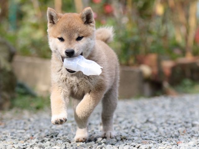 FP5A5904-puupy-shibainu