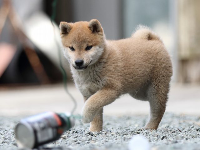 FP5A5952-puupy-shibainu