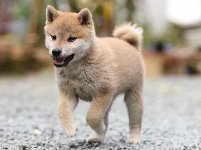 FP5A5970-puupy-shibainu